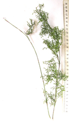 Thamnochortus cinereus