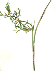 Thamnochortus cinereus