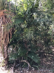 Ptychosperma macarthurii