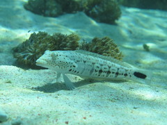 Blacktail Grubfish photo 3
