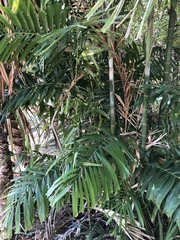 Ptychosperma macarthurii