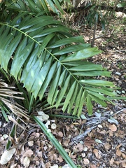 Ptychosperma macarthurii