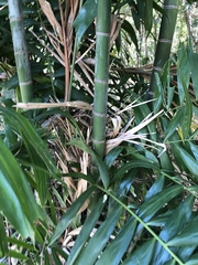 Ptychosperma macarthurii