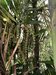 Ptychosperma macarthurii