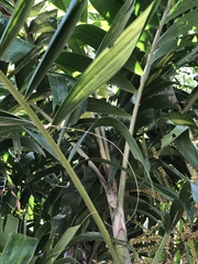 Ptychosperma macarthurii