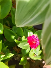 Mesembryanthemum cordifolium
