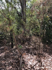 Acacia simsii