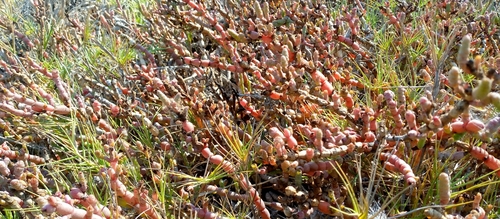 Salicornia image