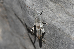 Oedipoda germanica meridionalis