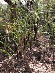 Acacia simsii