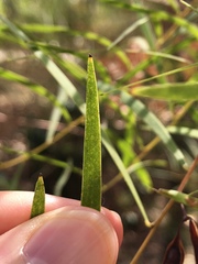 Acacia simsii