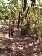 Acacia simsii