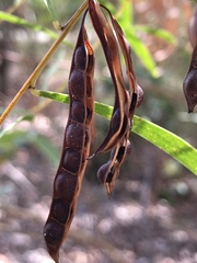 Acacia simsii