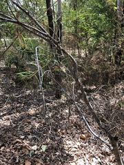 Acacia simsii