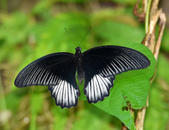 Papilio rumanzovia