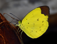 Eurema sarilata