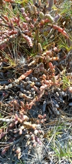 Image of Salicornia perrieri