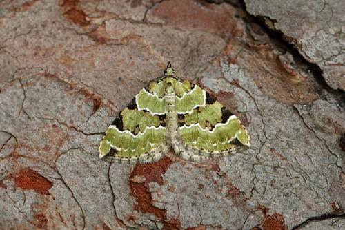 Green Carpet