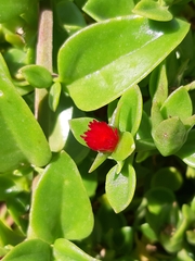 Mesembryanthemum cordifolium