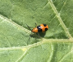 Aulacophora hilaris