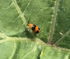 Aulacophora hilaris