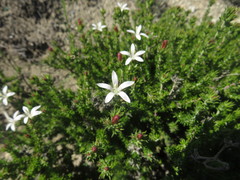 Wahlenbergia calcarea