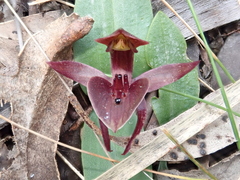 Chiloglottis triceratops