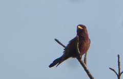 Eurystomus glaucurus suahelicus