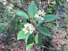 Lomatia arborescens