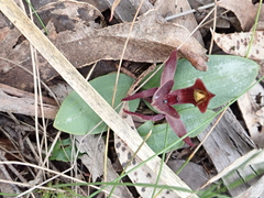 Chiloglottis triceratops