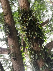 Bulbophyllum vaginatum