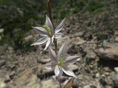 Gladiolus stellatus