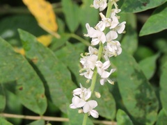 Pleurolobus gangeticus