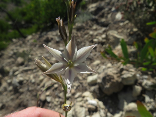 Image of Gladiolus stellatus by (c) James Deacon, some rights reserved (CC BY-SA)