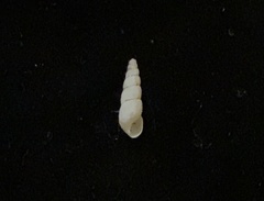 Allopeas gracile