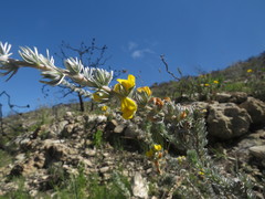 Aspalathus nickhelmei