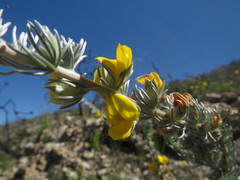 Aspalathus nickhelmei