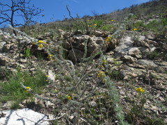 Aspalathus nickhelmei