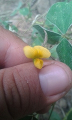 Argyrolobium tomentosum