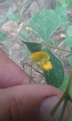 Argyrolobium tomentosum