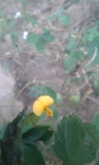 Argyrolobium tomentosum