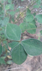 Argyrolobium tomentosum