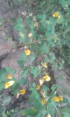 Argyrolobium tomentosum