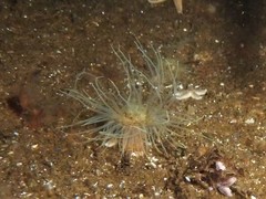 Sagartiogeton undatus