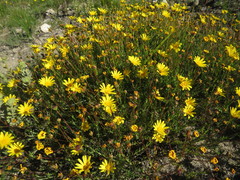 Osteospermum polygaloides