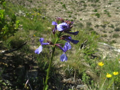Lobelia valida