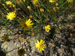 Osteospermum polygaloides