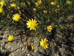 Osteospermum polygaloides
