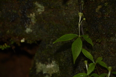 Argostemma verticillatum