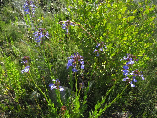 Image of Lobelia valida by (c) James Deacon, some rights reserved (CC BY-SA)